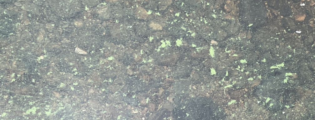 A close-up of clumps of cyanobacteria in about 6 inches of water over a rocky bottom. The clumps are green, and the rocks are gray. (Sorry, shrug, don't know what to say.)